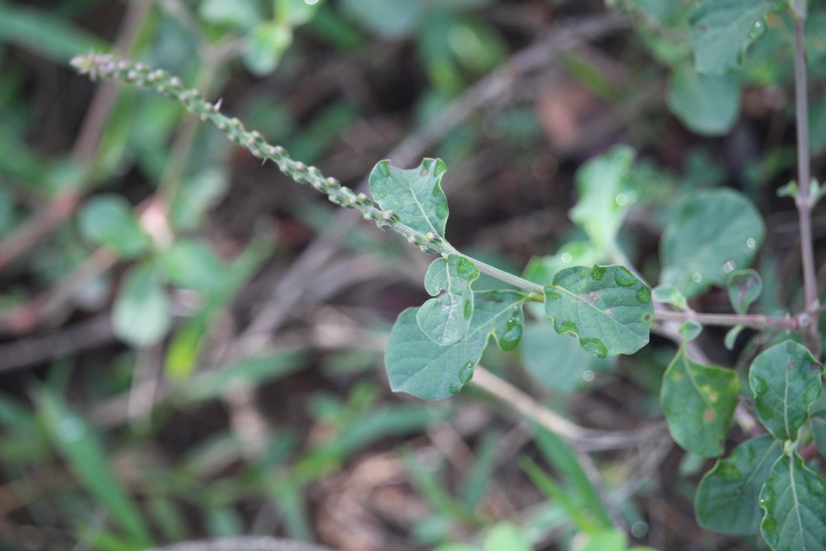 Achyranthes aspera L.